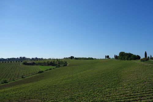 tuscany countryside vineyard