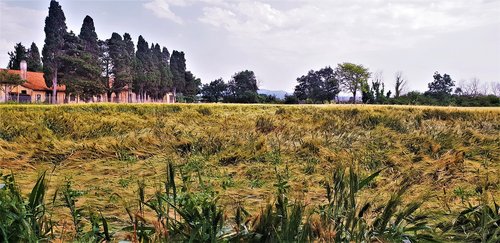 tuscany  wheat  italy