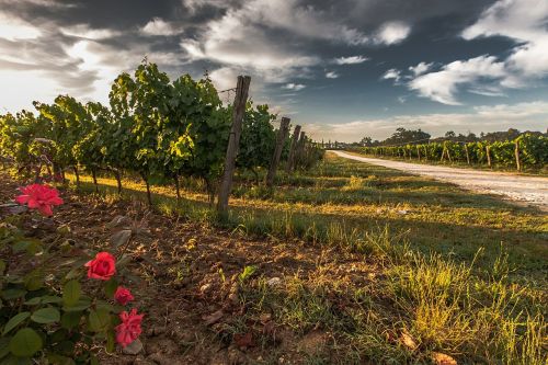 tuscany grape field