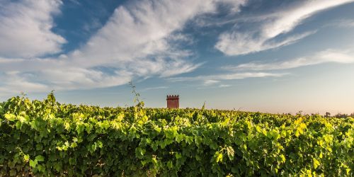 tuscany grape field