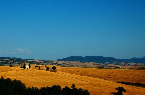 tuscany landscape cornfield