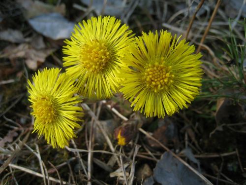 tussilago yellow flowers