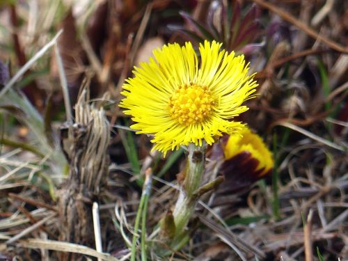 tussilago flower yellow