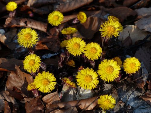 tussilago farfara flower blossom