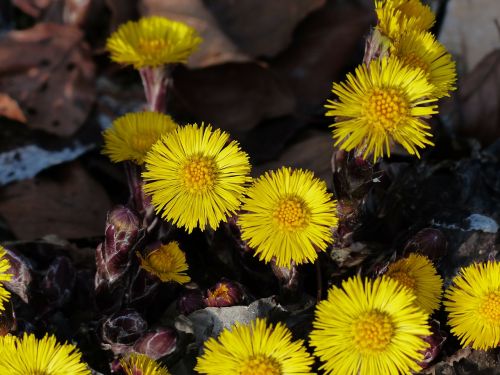 tussilago farfara flower blossom