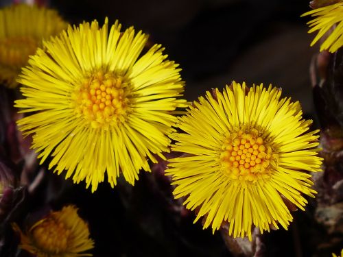 tussilago farfara flower macro