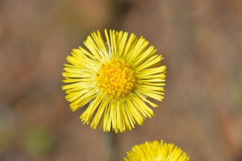 tussilago farfara yellow plant