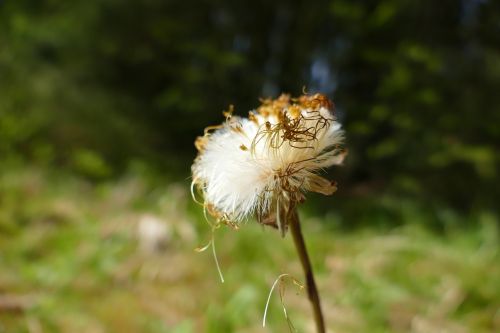 tussilago farfara wild flower seeds