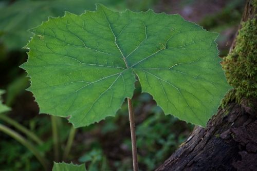 tussilago farfara leaf green