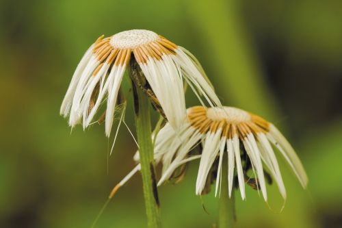 tussilago farfara faded nature