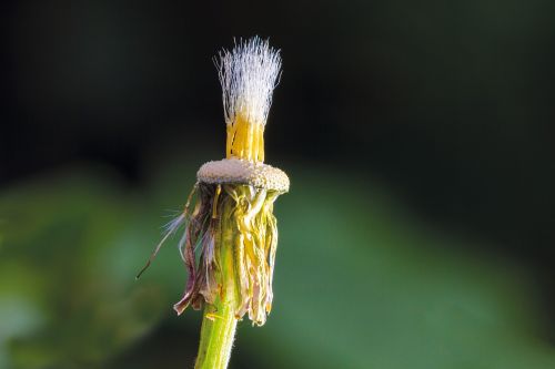 tussilago farfara faded seeds was