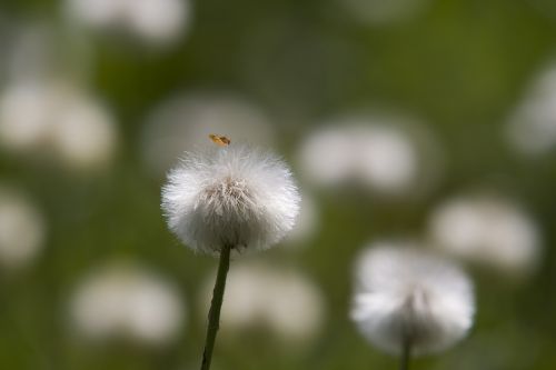 tussilago farfara faded nature