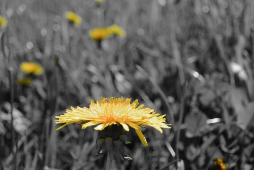 tussilago farfara blossom bloom