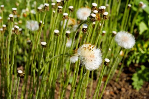 tussilago farfara dandelion seeds