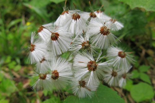 tussilago farfara wet dandelions