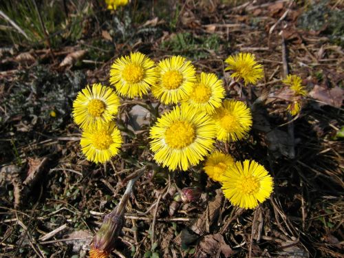 tussilago farfara march early bloomer