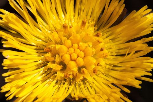 tussilago farfara flower macro