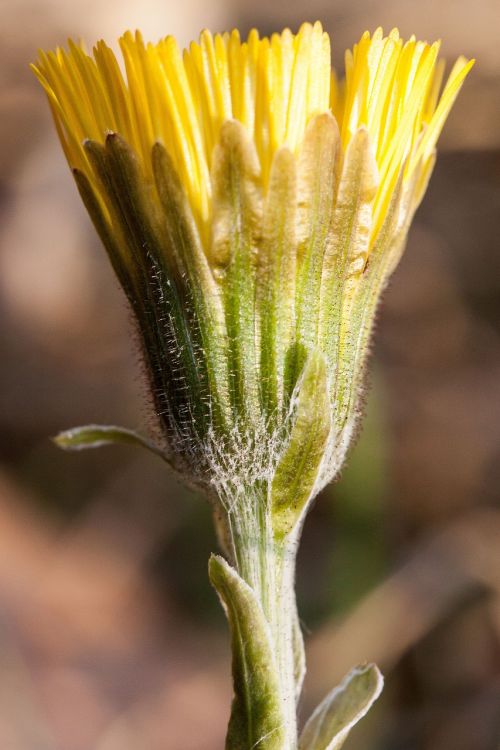 tussilago farfara flower macro