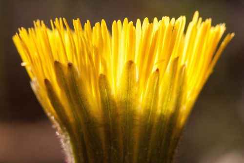 tussilago farfara flower macro