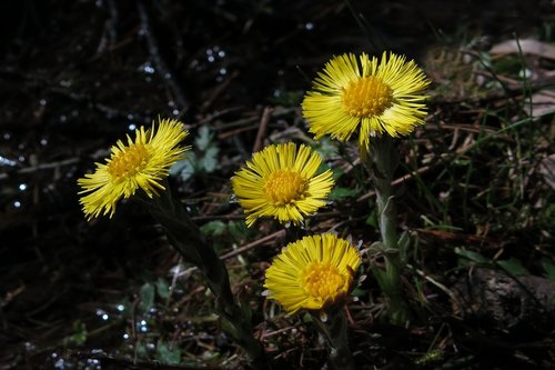 tussilago farfara  yellow flower  nature