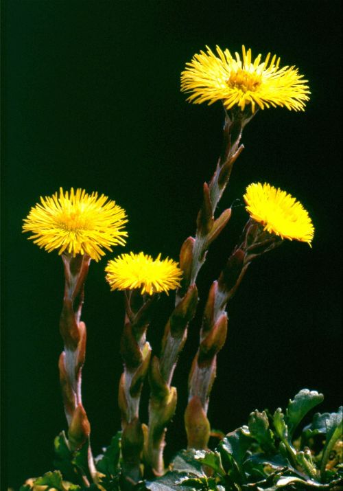 tussilago farfara flower nature