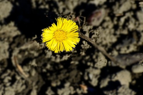 tussilago farfara  yellow  flower