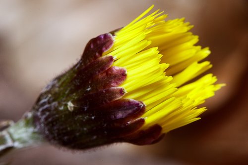 tussilago farfara  blossom  bloom