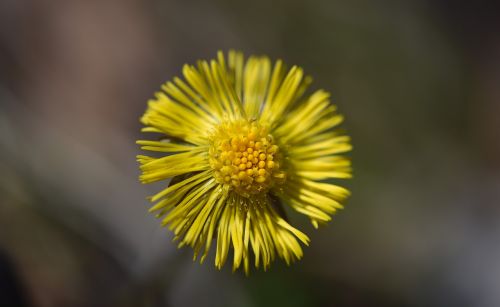 tussilago farfara flower plant