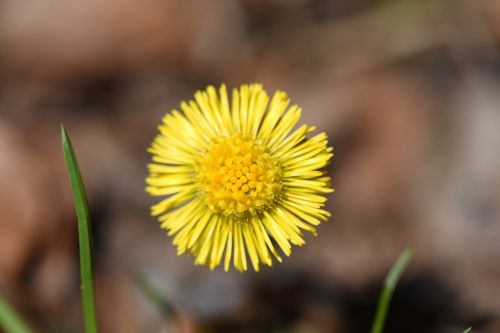 tussilago farfara flower plant