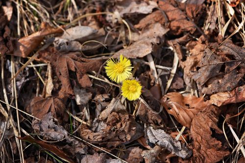 tussilago farfara yellow flower
