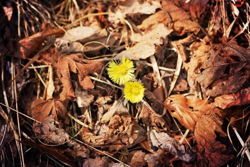 tussilago farfara flower yellow