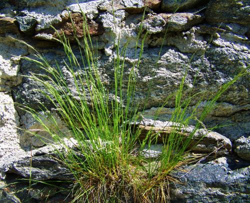 tussock rocks nature