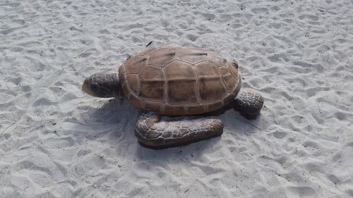 turtle sand ft myers beach