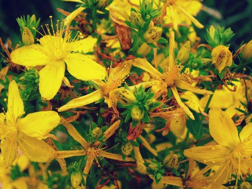 tutsan field flowers