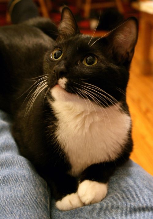 tuxedo cat head face