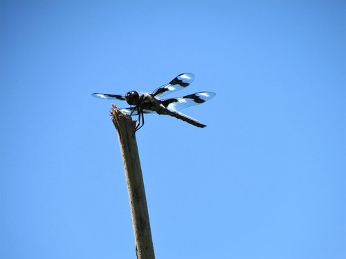 twelve-spot skimmer  dragonfly  stick