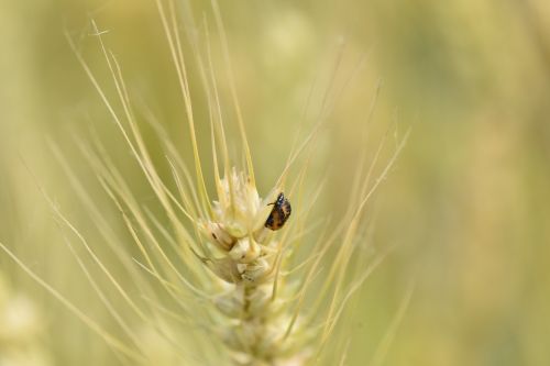 twenty-eight star ladybug wheat wheat pests