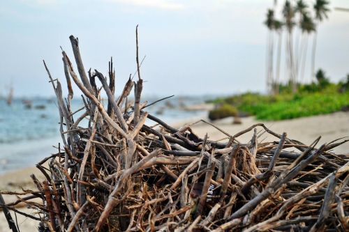 twig ocean tree