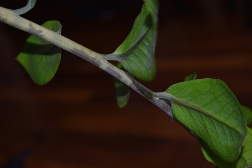 twig  leaf  plant