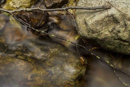 twig  nature  stream