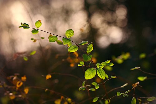 twig  leaf  foliage