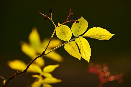 twig  leaf  vein