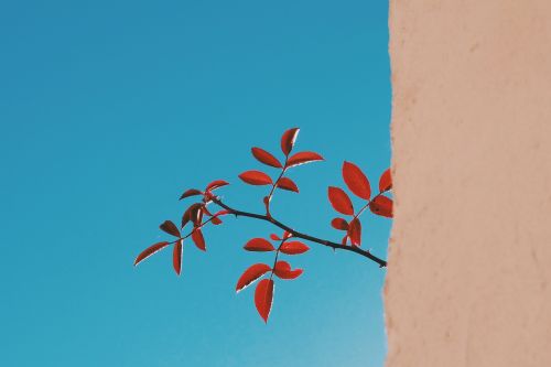 twig branch tree