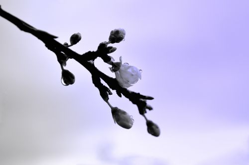 Twig Tree In Spring