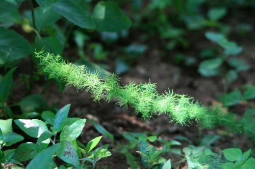 Twig With Springily Leaves