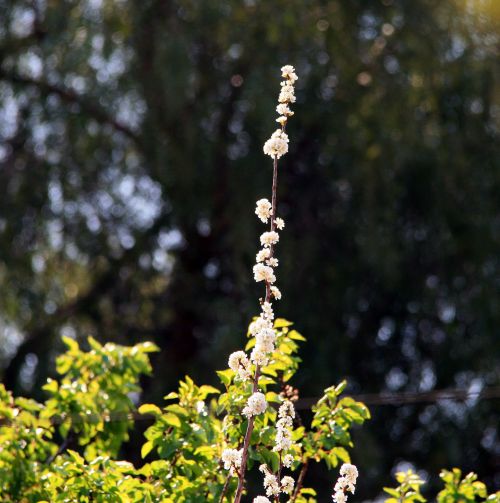 Twig With White Blossoms