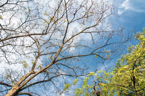 twigs sky tree