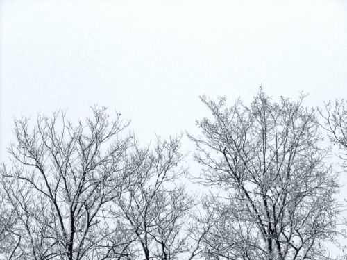 twigs trees winter