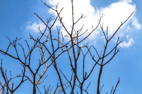 twigs backlit sky