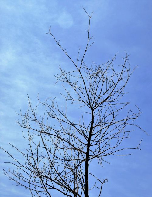 twigs dry twigs dry tree